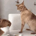 slapcat