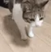 ALG_CatDead