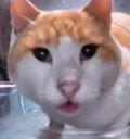 spaeker