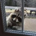 Watcher