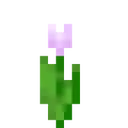 PC_pinktulip
