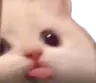 catbla catbla