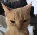 ALG_Madcat ALG_Madcat