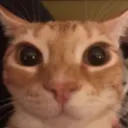 el_cato_stare