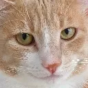 ginger_really