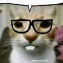 Catbob Discord Emoji