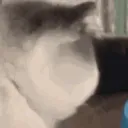 CIcluelesshuh