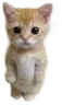 StandingCat StandingCat