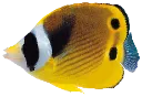 aeroFish aeroFish