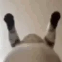 CatBangin