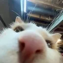 _milly_sniffin