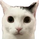 cateyes2