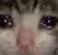 g_catsob
