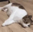 fallingcat