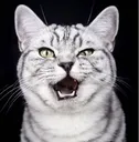 Catlmao Discord Emoji