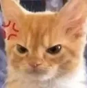 Catmad catmad Discord Emoji