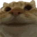 catYep