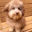 JaeCatDog Discord Emoji