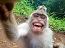 chimp chimp