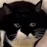 CATmonch