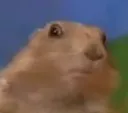 gotanygames gotanygames