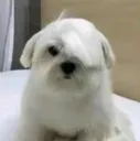 Libirl