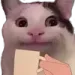 cat_sip cat_sip