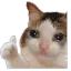 okbhai