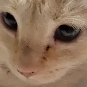Catte