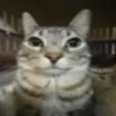 Goofy_cat_stare