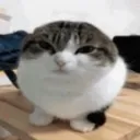 ballcat