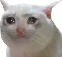 meme_crycat
