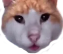 StunnedCat