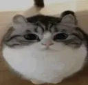thisfuckingobesebutcutecat