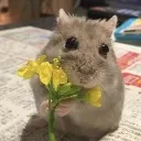 pookieflowers