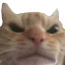 Mad Cat Mad_Cat Discord Emoji