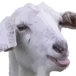 GOAT