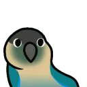 PartyConure1