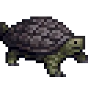 snappingTurtle