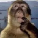 monkeythinking