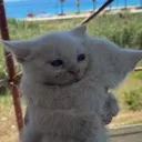 kittyhug