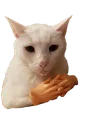 2796catcat Discord Emoji
