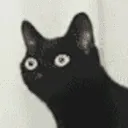 noddingcat