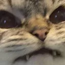 AngryCat
