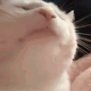 Catdance catdance Discord Emoji