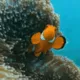 fishdance