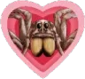 Spiderheart