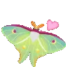 moth