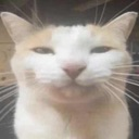 cat_serious Discord emoji