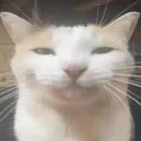 cat_serious cat_serious